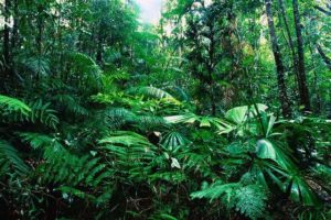 Rainforrest image