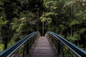 bridge to forrest